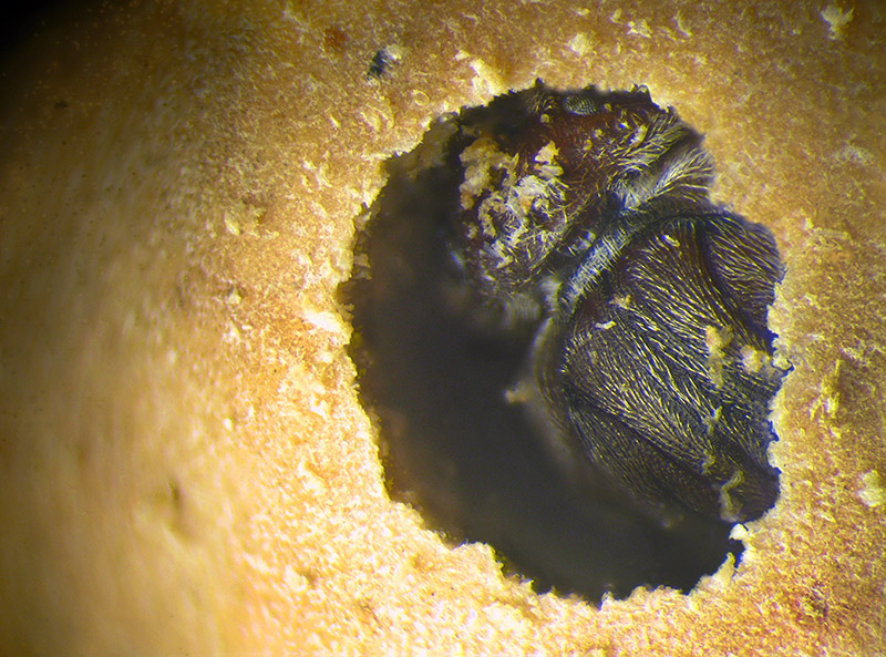 Cynipidae: Andricus kollari